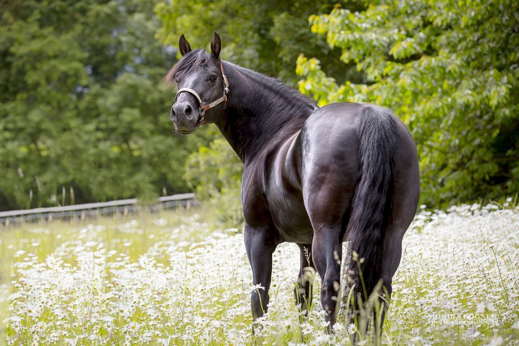 Quarter Horse Hengst - Dun It Black Edition