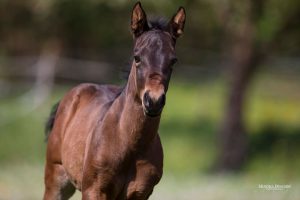 Quarter Horse Fohlen – ChocoDreamEdition