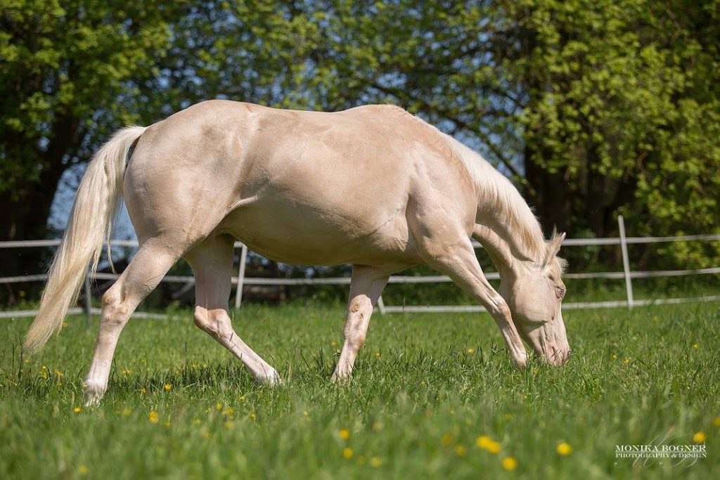 Quarter Horse Stute – TouchedByDestiny