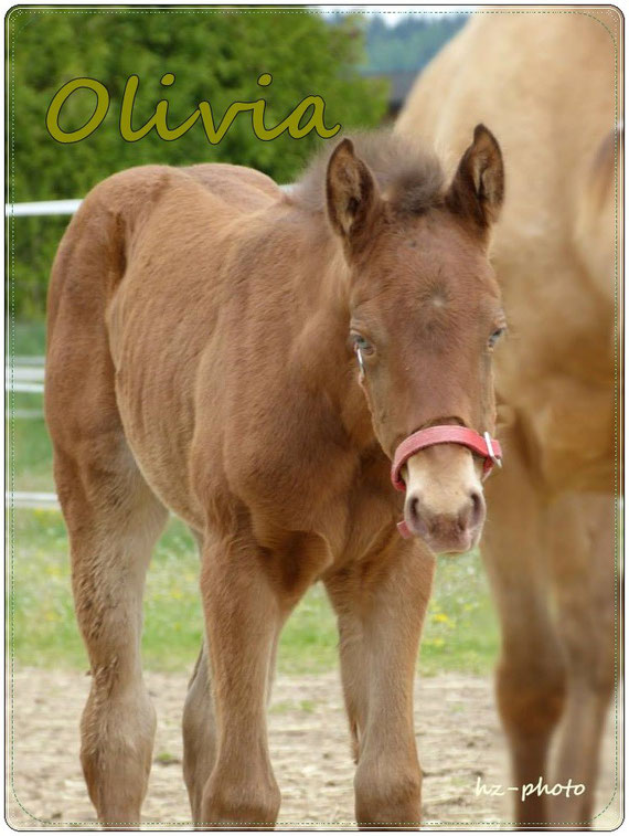 Quarter Horse Fohlen – DunItOlivia