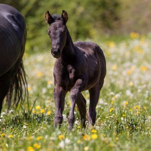 Quarter Horse Fohlen 2017 - TheNightEdition – Winnie
