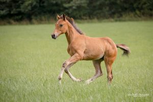 Quarter Horse Fohlen – Dun It Highfive