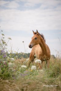 Quarter Horse Fohlen – Dun It Highfive