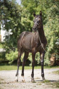 Quarter Horse Fohlen – DunItBlackRisin