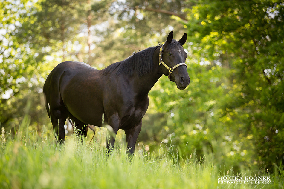 Quarter Horse Stute – BBuddyOnTheRockz