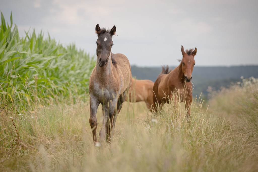 Quarter Horse Fohlen – PeppyLittly BlueStar