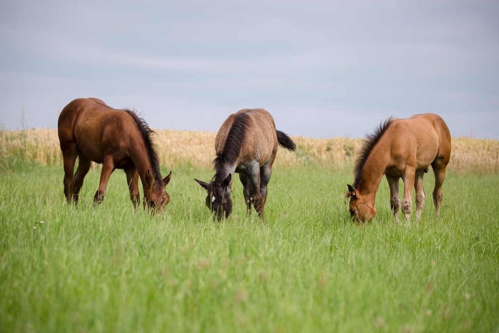 Quarter Horse Fohlen – Dun It Highfive Quarter Horse Fohlen – Pippa Highfive Quarter Horse Fohlen – PeppyLittly BlueStar