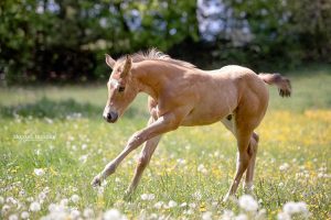 Quarter Horse Fohlen 2020 - Destiny Rebell - Günther