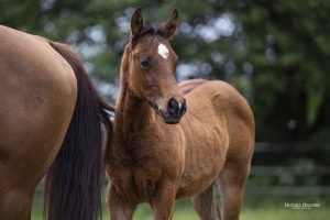 Quarter Horse Fohlen 2018 - Reckless Edition - Amanda