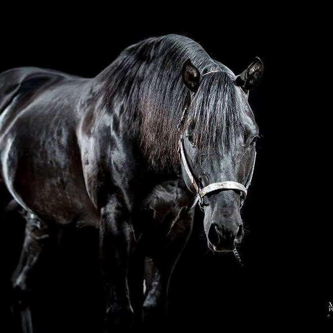 Quarter Horse Hengst - Dun It Black Edition